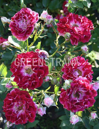 Роза флорибунда Спаклин Раффл (Rosa 'Sparkling Ruffles')