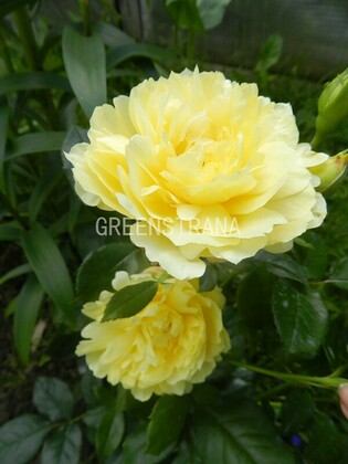 Роза флорибунда Сплендид Раффлс (Rosa 'Splendid Ruffles')