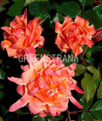 Роза флорибунда Шоколад Раффлс (Rosa 'Chocolate Ruffles')