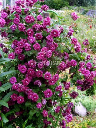 Клематис Пурпуреа Плена Элеганс (Clematis 'Purpurea Plena Elegans')