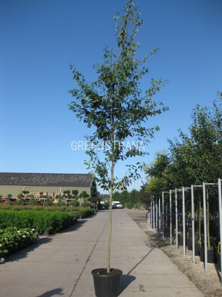 Ирга древовидная Робин Хилл (Amelanchier arborea 'Robin Hill')