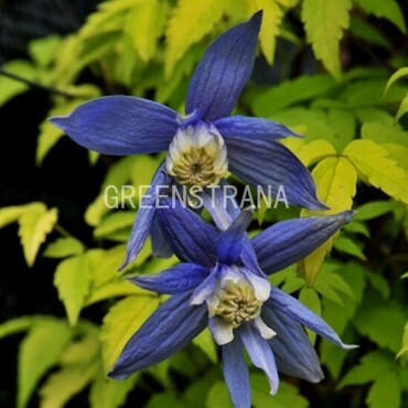 Клематис Столвик Голд (Clematis 'Stolwijk Gold')