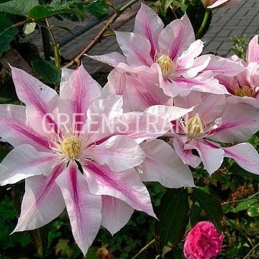Клематис Андромеда (Clematis 'Andromeda')