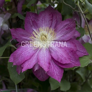 Клематис Асао (Clematis 'Asao')