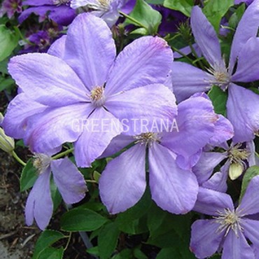 Клематис Миссис Холмонделей (Clematis 'Mrs Cholmondeley')