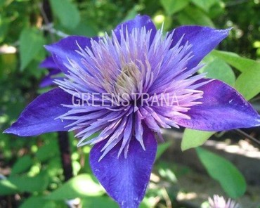 Клематис Мульти Блю (Clematis 'Multi Blue')