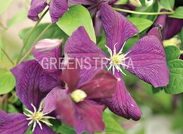 Клематис Негритянка (Clematis 'Negritjanka')