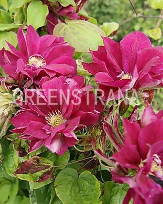Клематис Ред Стар (Clematis 'Red Star')