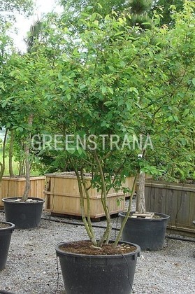 Ирга Ламарка (Amelanchier lamarckii)