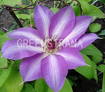 Клематис Серафина (Clematis 'Serafina')