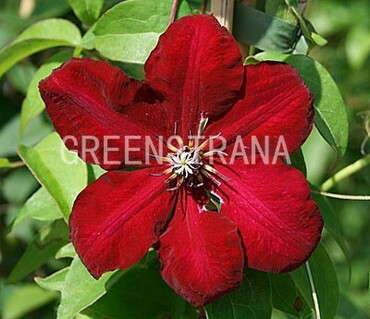 Клематис Солидарность (Clematis 'Solidarnosc')