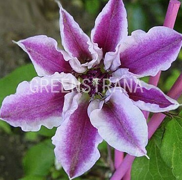 Клематис Сувенир ду Капитан Тюйо (Clematis 'Souvenir du Capitaine Thuilleaux')