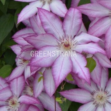 Клематис Тай (Clematis 'Tai')