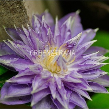 Клематис Тирислунд (Clematis 'Tyrislund')