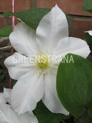 Клематис Токи (Clematis 'Toki')