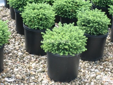 Ель обыкновенная Литтл Джем (Picea abies 'Little Gem')