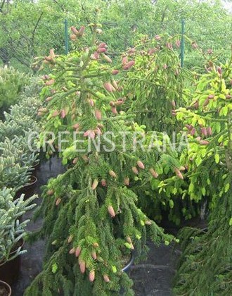 Ель обыкновенная Акрокона (Picea abies 'Acrocona')