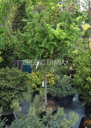 Лиственница европейская Литтл Богл (Larix decidua 'Little Bogle')