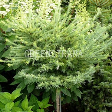 Лиственница японская Грей Перл (Larix kaempferi 'Grey Pearl')