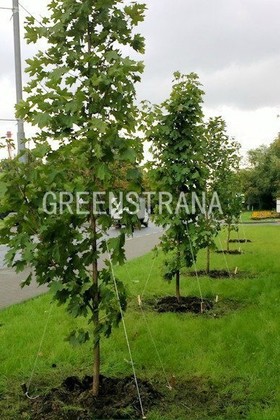 Клен сахарный (Acer saccharum)