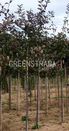 Черёмуха обыкновенная Колората (Prunus padus 'Colorata')