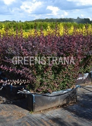 Барбарис оттавский Суперба (Berberis ottawensis 'Superba')