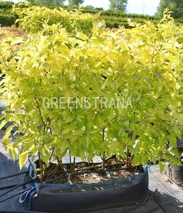 Дерен белый Ауреа (Cornus alba 'Aurea')