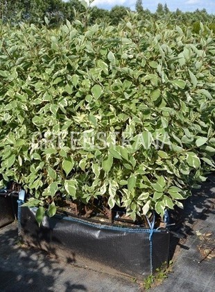 Дерен белый Элегантиссима (Cornus alba 'Elegantissima')