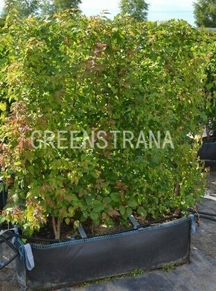 Клен Гиннала (Acer ginnala)