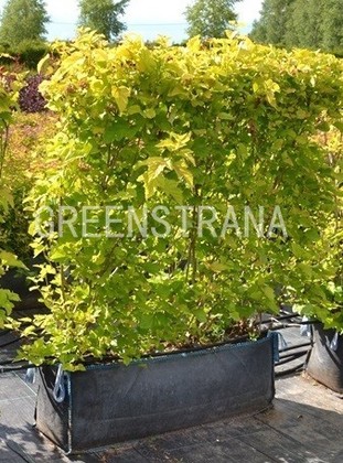 Пузыреплодник калинолистный Лютеус (Physocarpus opulifolius 'Luteus')