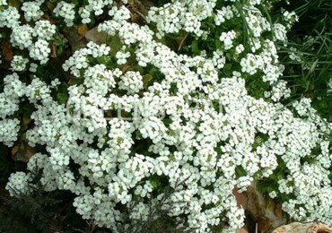 Арабис альпийский (Arabis alpina) (белый)