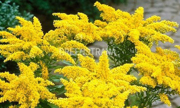 Солидаго опаленный Штраленкроне (Solidago sphacelata 'Strahlenkrone')