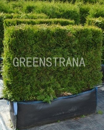 Туя западная Смарагд (Thuja occidentalis 'Smaragd')