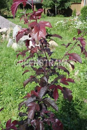 Яблоня декоративная Хелена (Malus 'Helena')