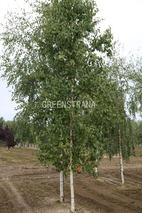 Береза бумажная (Betula papyrifera)