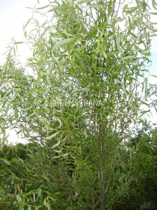 Ива извилистая (Salix matsudana 'Tortuosa')