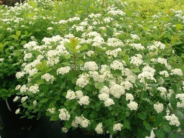 Спирея березолистная Тор (Spiraea betulifolia 'Tor')