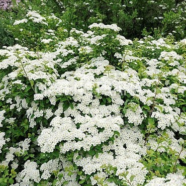 Спирея ниппонская Халвардс Сильвер (Spiraea nipponica 'Halwards Silver')