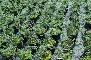 Спирея ниппонская Уайт Карпет (Spiraea nipponica 'White Carpet')