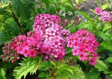 Спирея японская Криспа (Spiraea japonica 'Crispa')