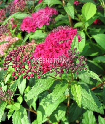 Спирея японская Дартс Ред (Spiraea japonica 'Darts Red')