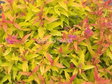 Спирея японская Дабл Плей Голд (Spiraea japonica 'Double Play Gold')