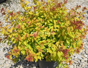 Спирея японская Файрлайт (Spiraea japonica 'Firelight')