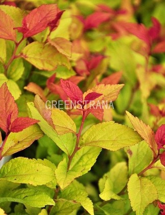 Спирея японская Грин энд Голд (Spiraea japonica 'Green and Gold')