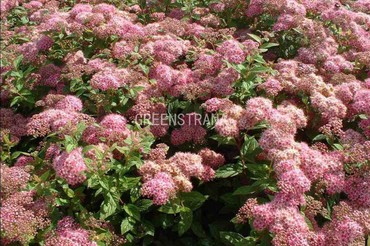 Спирея японская Манон (Spiraea japonica 'Manon')
