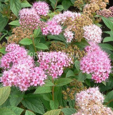 Спирея японская Нана (Spiraea japonica 'Nana')