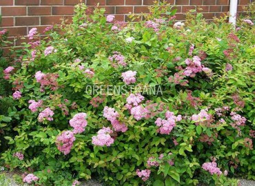 Спирея японская Оденсала (Spiraea japonica 'Odensala')