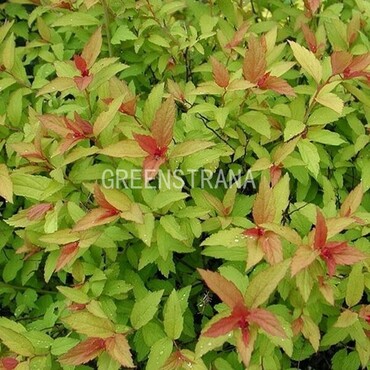Спирея японская Спарклинг Карпет (Spiraea japonica 'Sparkling Carpet')