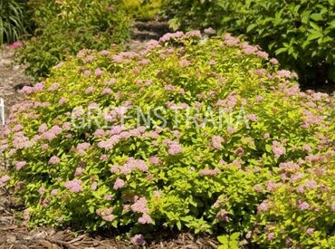 Спирея японская Сандроп (Spiraea japonica 'Sundrop')