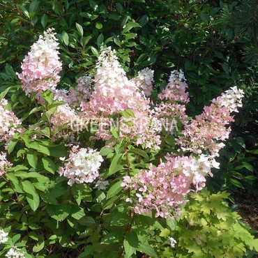 Гортензия метельчатая Конфетти (Hydrangea paniculata 'Confetti')
